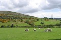  pâturages,moutons,Irlande 